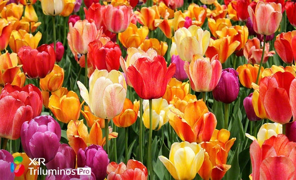 Sony XR-75X90J : dalle Triluminos