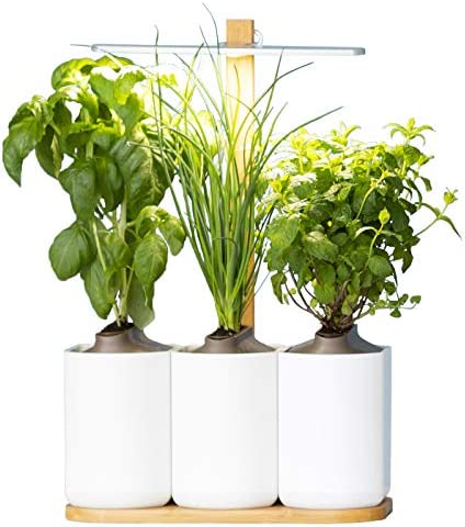 Lilo, le potager d’intérieur autonome de Prêt à Pousser - Nouvelle Generation - Cultivez toute l’année simplement - Inclus Basilic, Menthe et Ciboulette Avis, Fiche Technique et Prix au Maroc